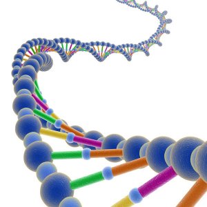 DNA-ladder